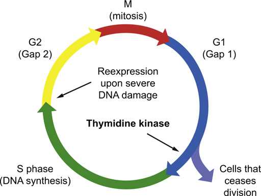 Expression pattern of thymidine kinase 1 in the human cell cycle.