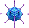 Adenovirus