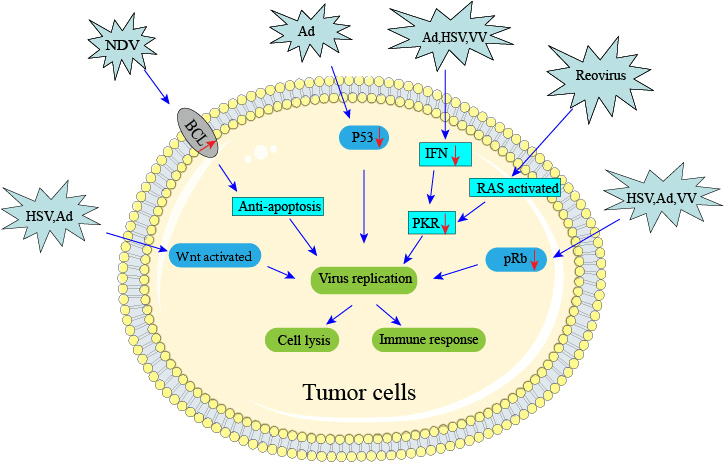 Mechanisms of viral targeting aberrant signaling pathways (Creative Biolabs Original)