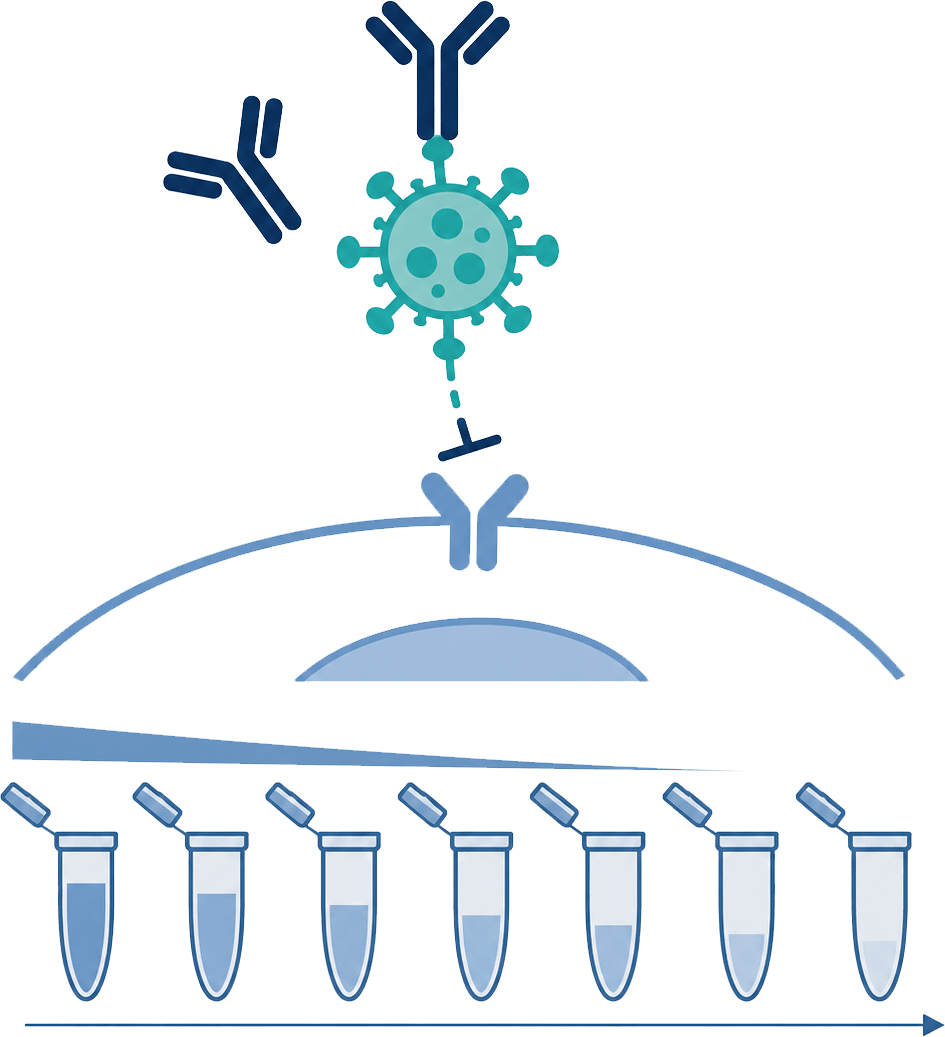 Serum neutralization assay