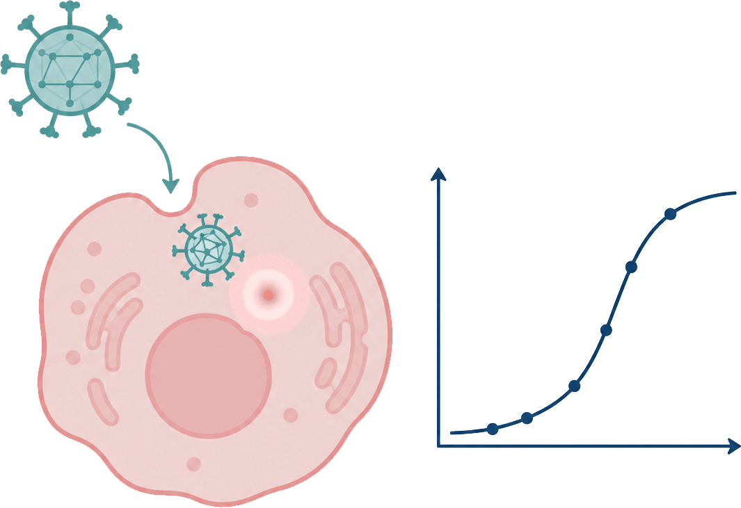 Viral infectivity and replication