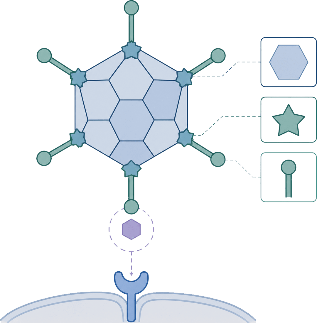 Capsid and receptor analysis