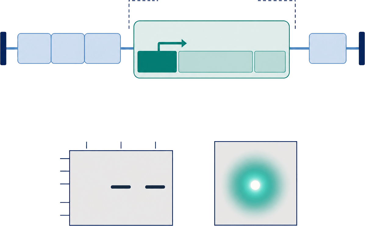 Payload expression verification