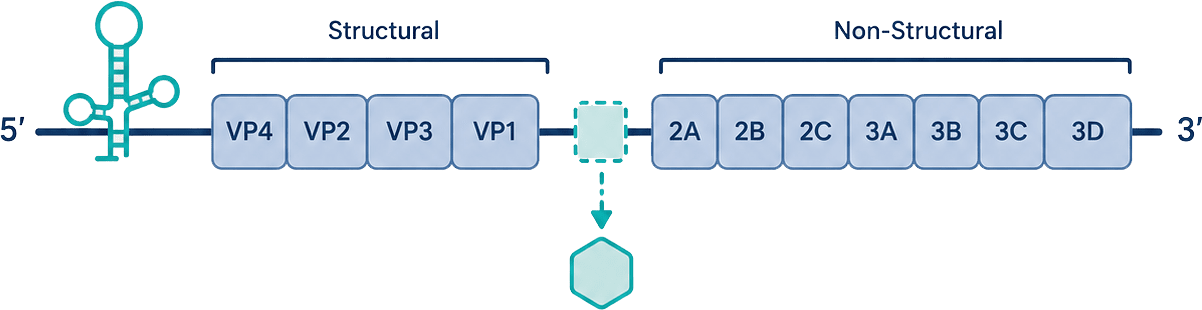Sequence and enterovirus design