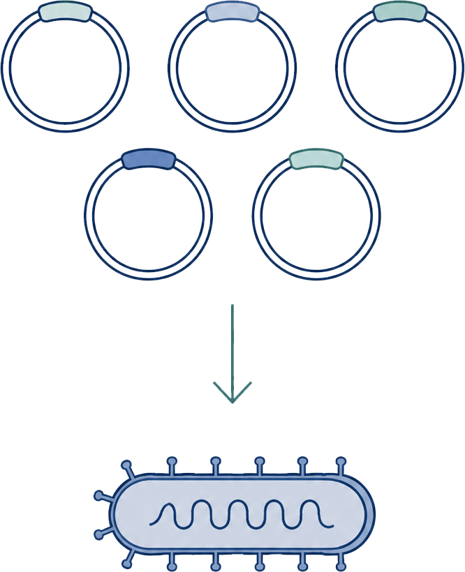 Maraba virus rescue