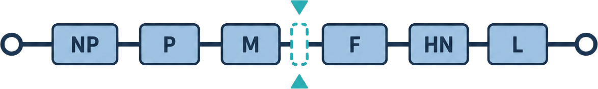 NDV sequence design