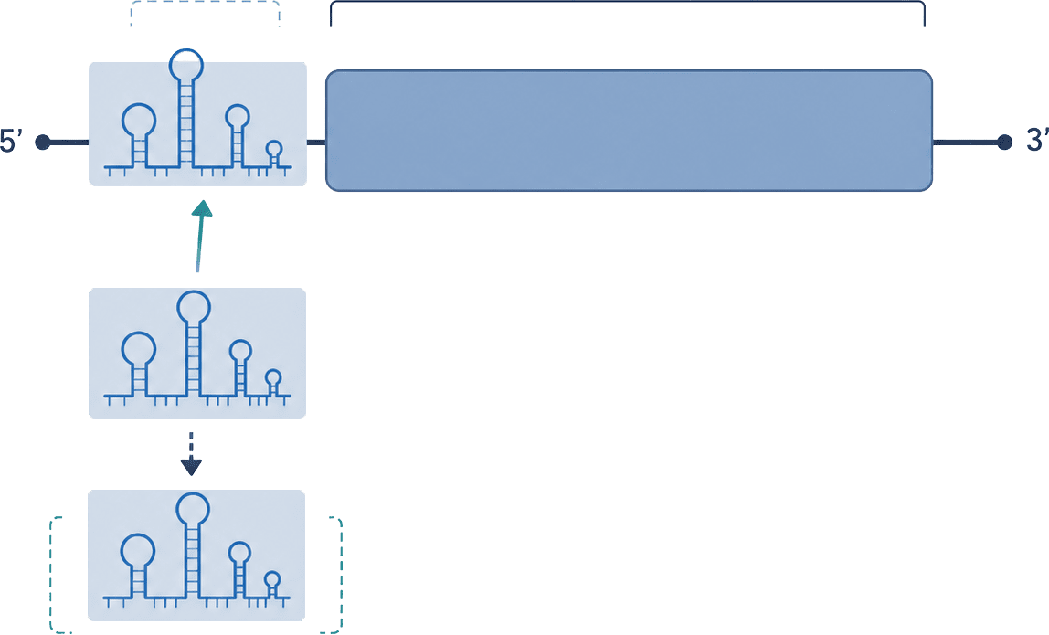 Poliovirus genome design
