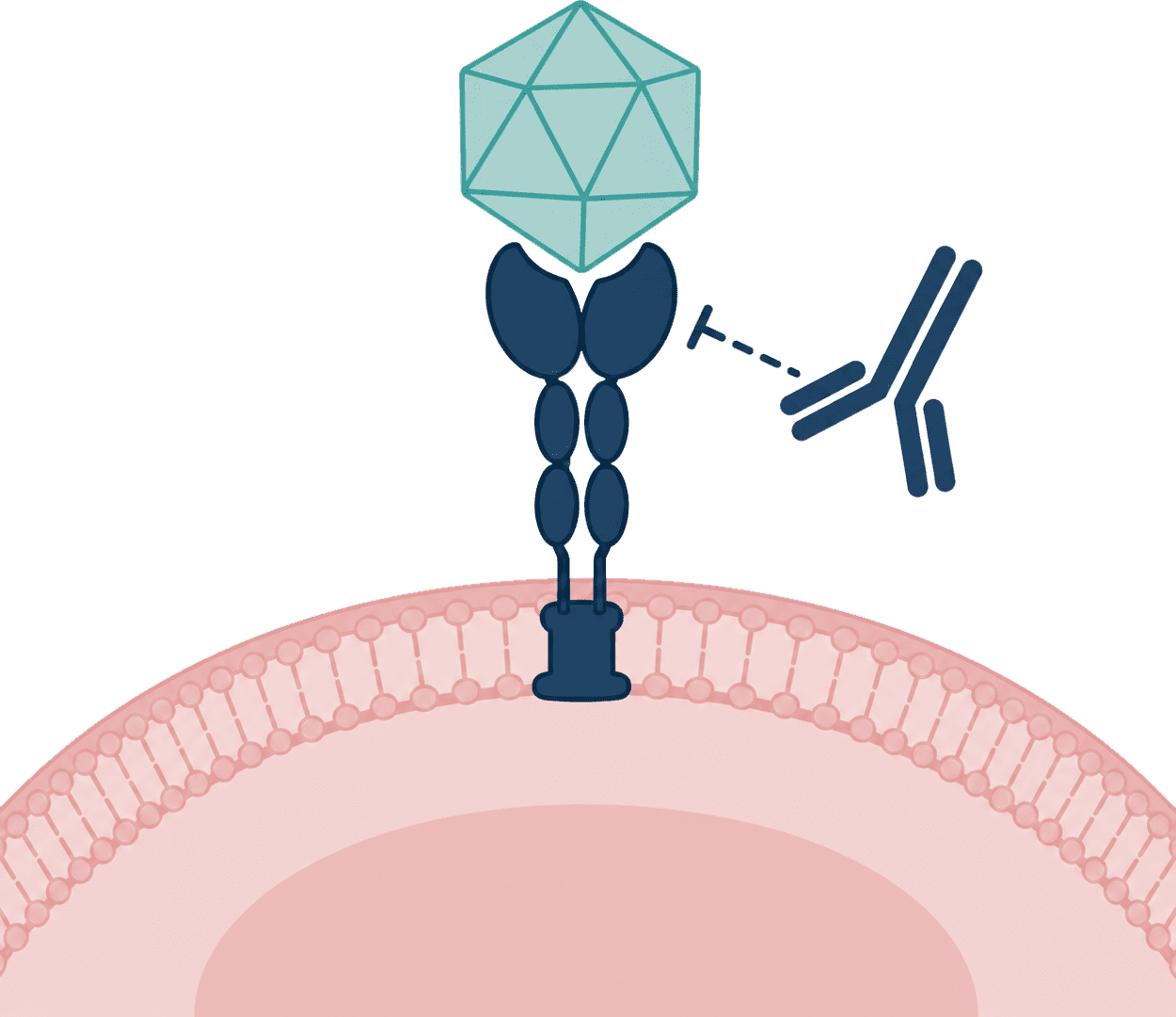 Receptor and tropism assays