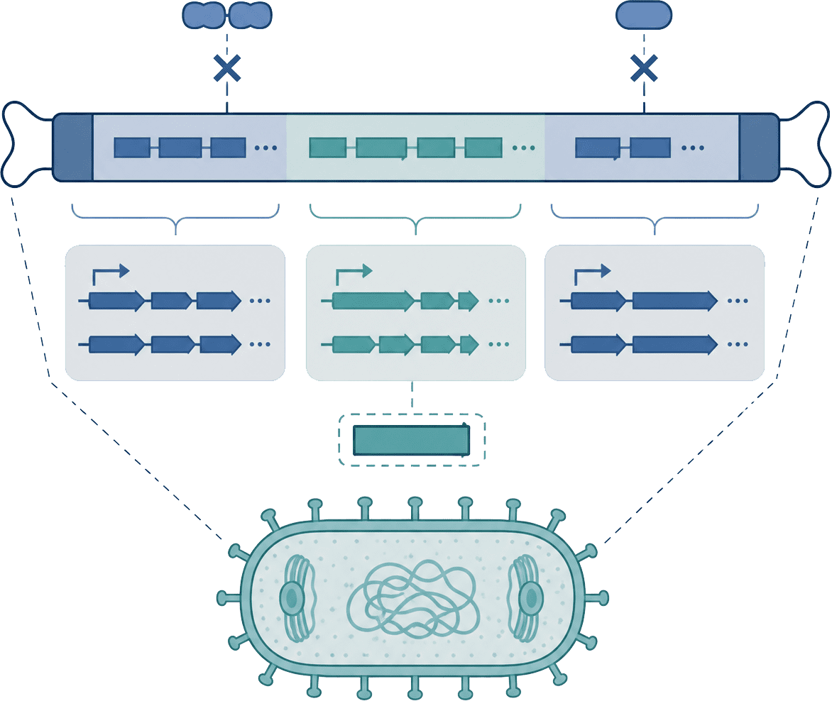 Genome architecture review