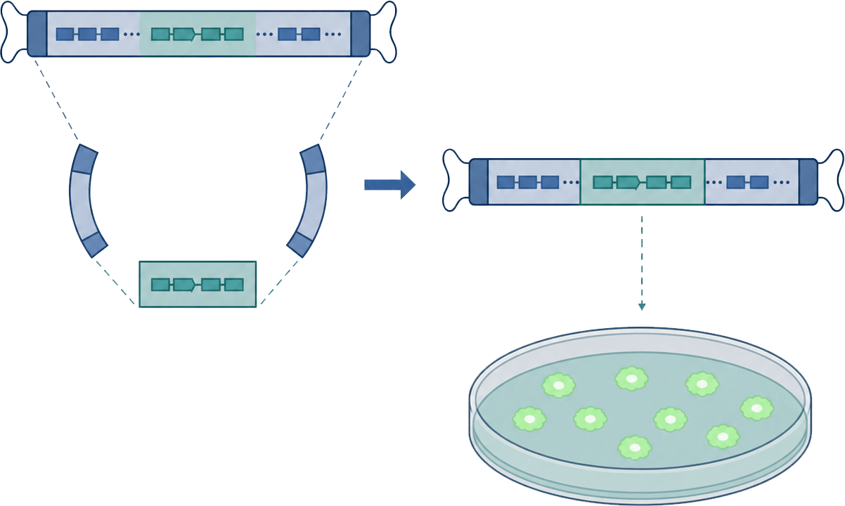 Viral recovery
