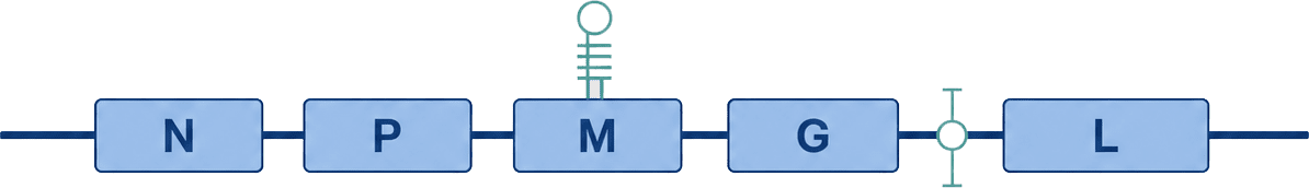 Reverse genetics design