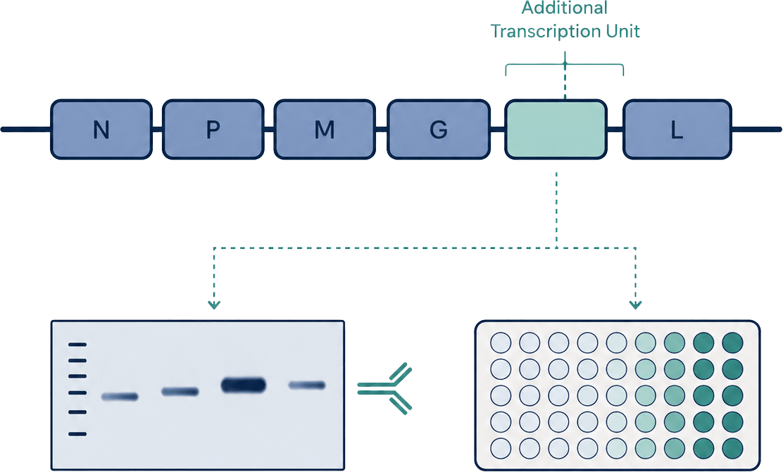 Payload expression