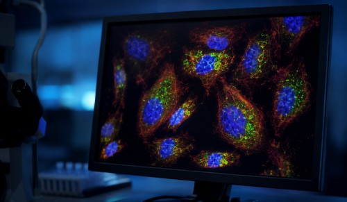 Tumor Cell Infectivity Analysis