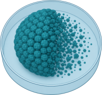 Cytotoxicity and tumor lysis assays