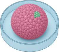 Transgene expression assays