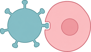 Host range and tumor permissivity