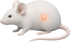 Animal models