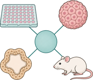 Preclinical Evaluation icon