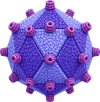 Reovirus
