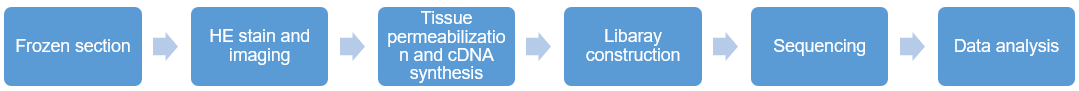 Spatial transcriptome seq process. (Creative Biolabs Original)