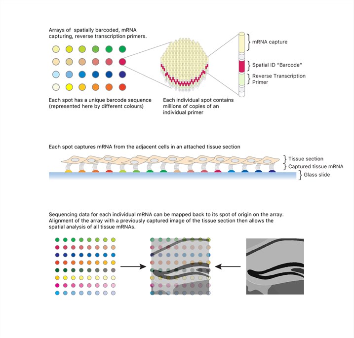 Fig.1 The principle of spatial transcriptomics technology.