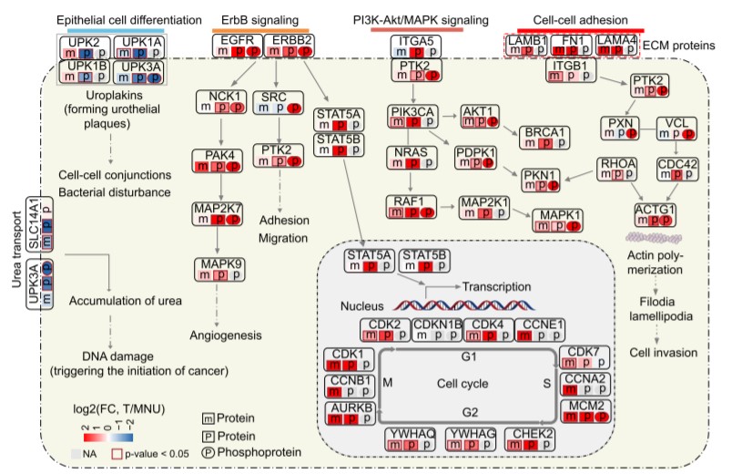 Tumor enriched pathways.