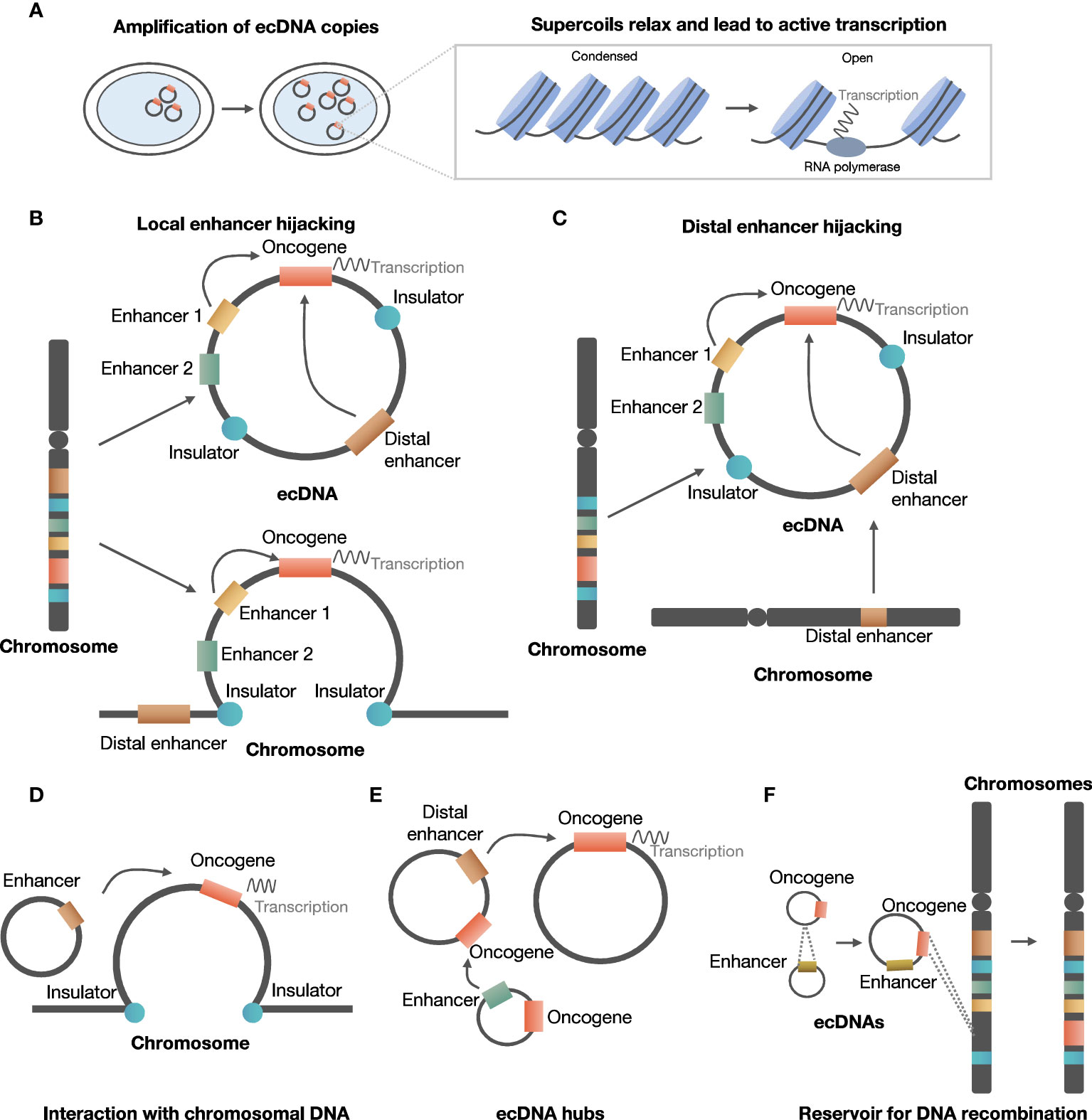 Fig.1 the formation of ecDNA and its role in cancer.