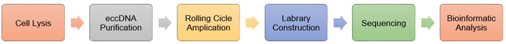 ecDNA seq workflow. (Creative Biolabs Original)