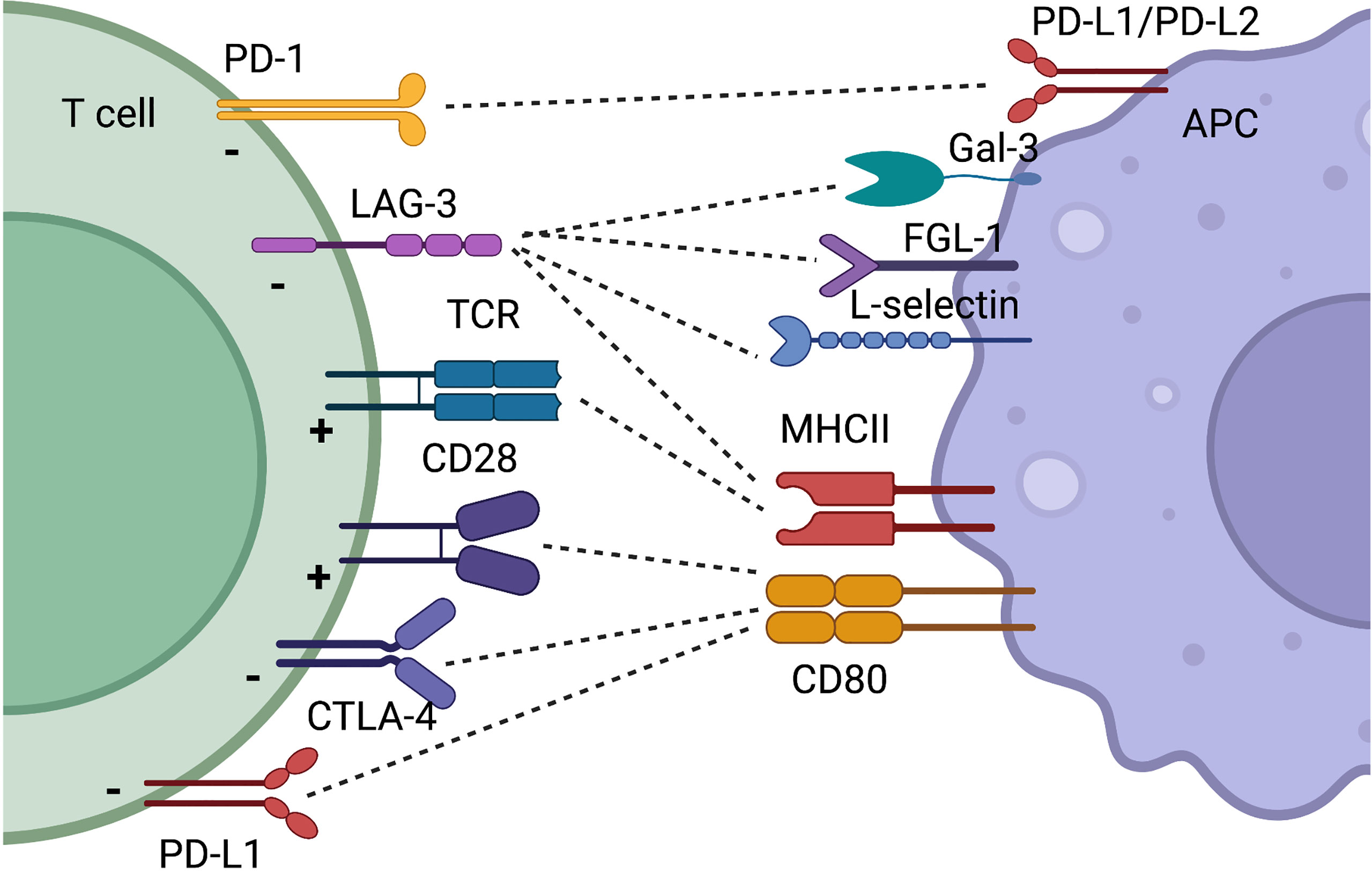 Major co-inhibitory immune checkpoint pathways. (Greisen, et al., 2022)