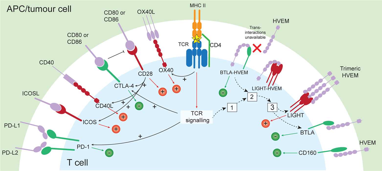 Co-stimulatory and co-inhibitory immune checkpoint pathways. (Small, et al., 2023)