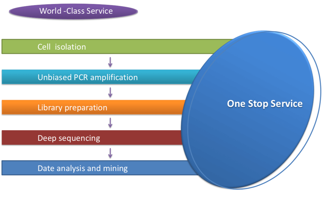 Rep-seq Workflow. (Creative Biolabs Original)