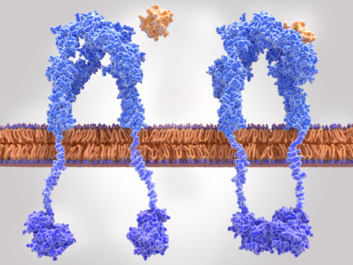 Single-cell BCR/TCR Sequencing (Creative Biolabs Authorized)