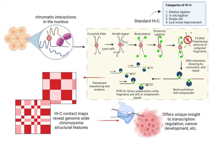 Fig.1 Hi-C workflow and related applications