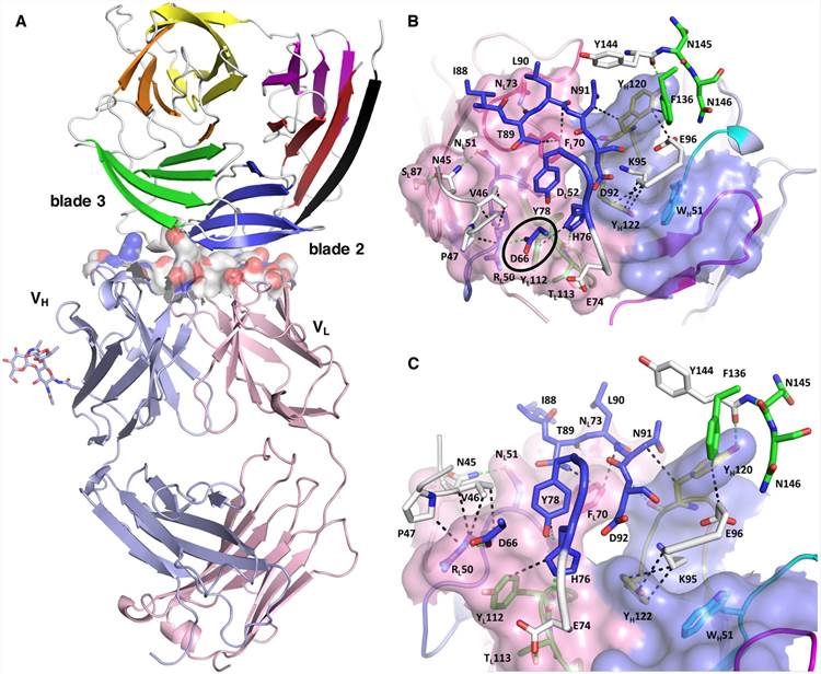PfCyRPA/c12 complex architecture.