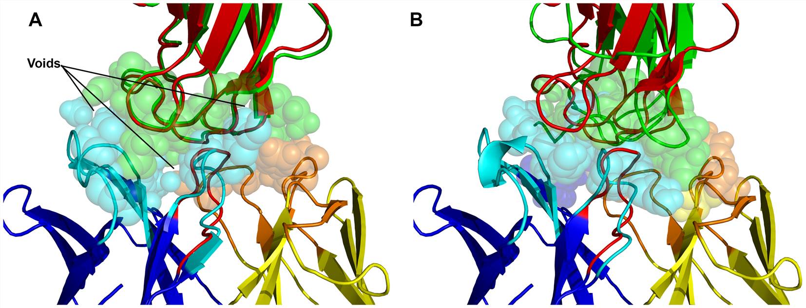 Predicted structural models of West Nile virus envelope protein domain III in complex with the neutralizing E16 antibody Fab.