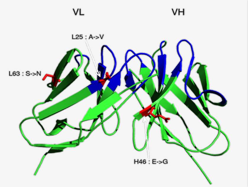 Location of isolated mutations in HuLys11 scFv structure.