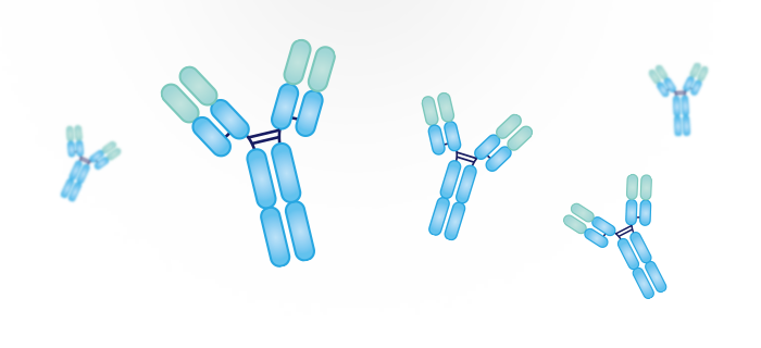 Refined Antibody Engineering