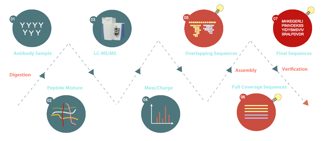 1-1-De-Novo-Antibody-Sequencing-Services