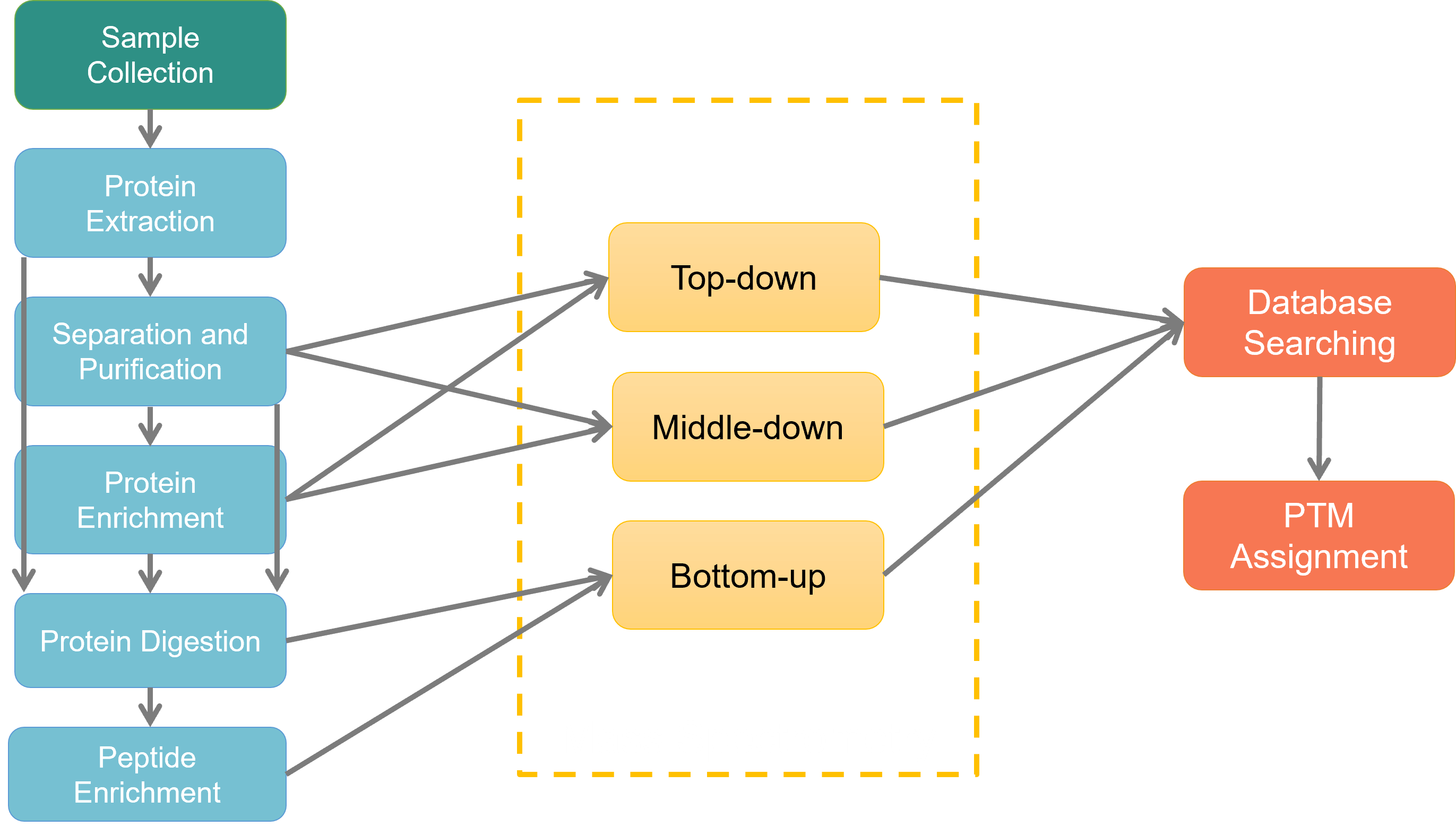  Workflow of PTM analysis.