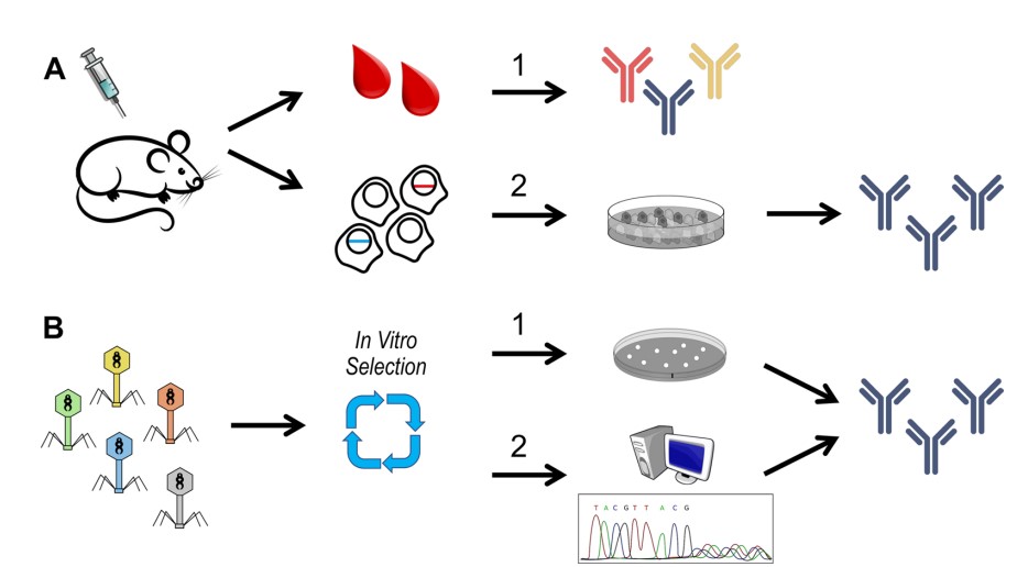 Fig.1 The workflow of antibody generation.