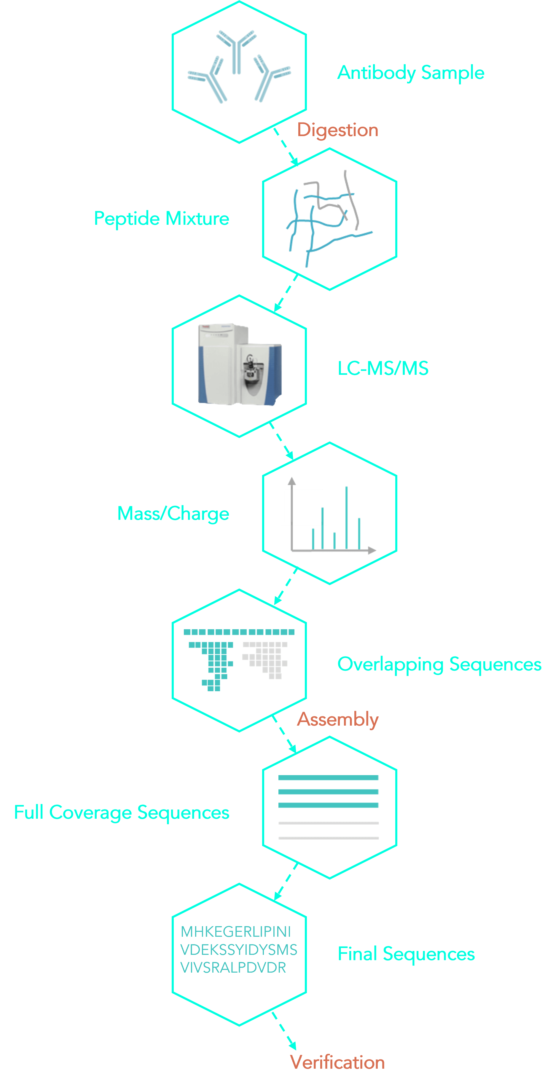 DASS-based sequencing workflow. (Creative Biolabs original)