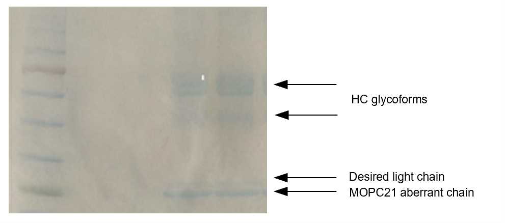 Fig. 2 SDS-PAGE analysis of the purified antibody. Left lane: Marker. Two right lanes: purified antibody.