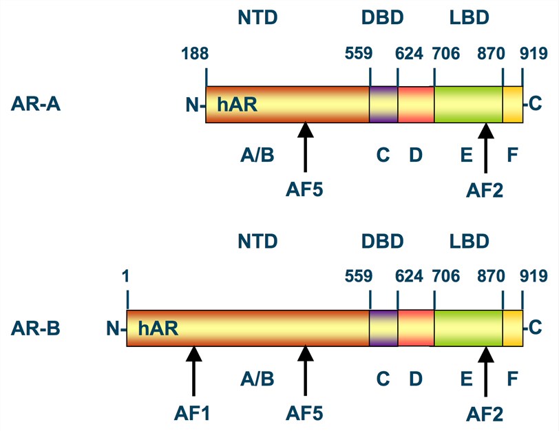 Structure of androgen receptor (AR).