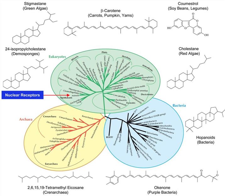 Tree of life, nuclear receptors, and potential ligand precursors.
