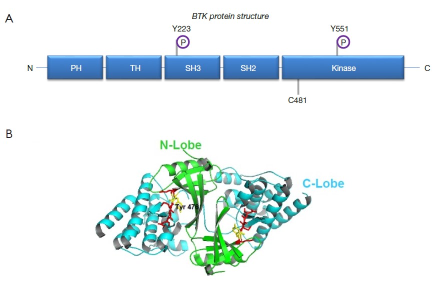 BTK kinase domain structure.