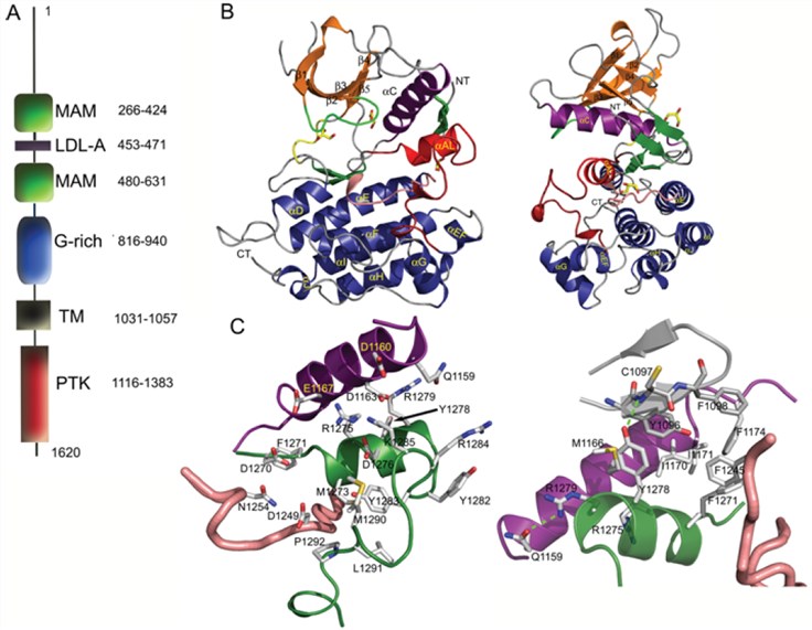 Domain architecture of full-length ALK, overall ALK crystal structure, and A-loop details. 