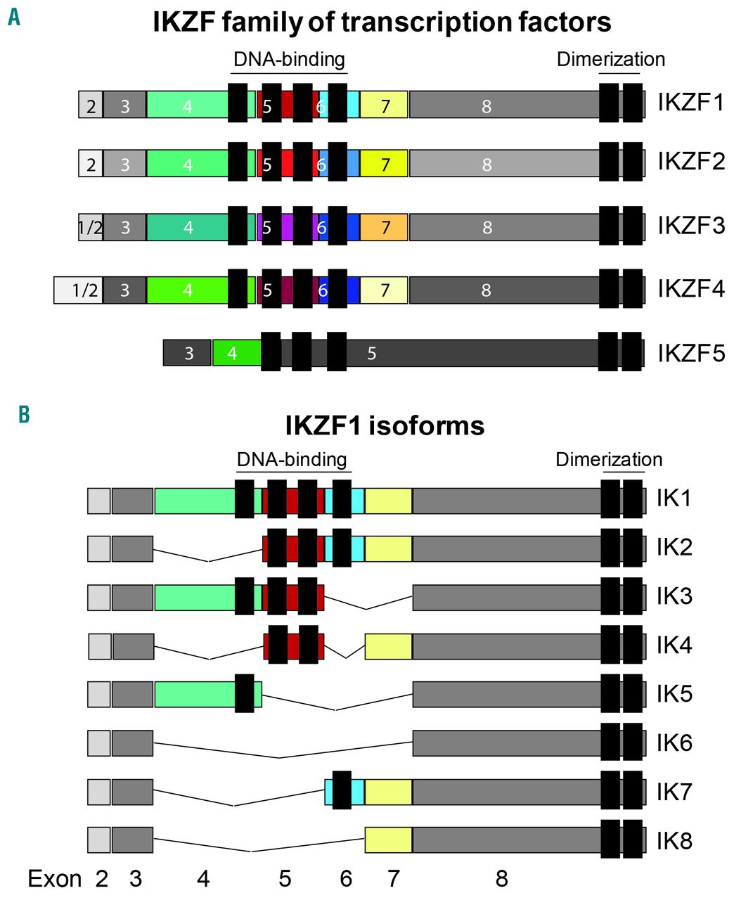 Family of IKZF transcription factors and IKZF1 isoforms.