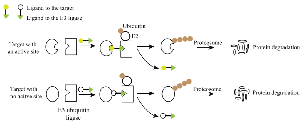 PROTAC<sup>®</sup> degrades target proteins by the ubiquitin-proteasome system. 