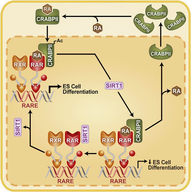 SIRT1-mediated deacetylation of CRABPII regulates cellular RA signaling.