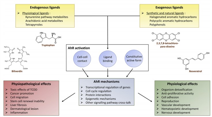 The functional relationship between the AhR ligands and the regulatory roles of this receptor in physiology and pathophysiology.